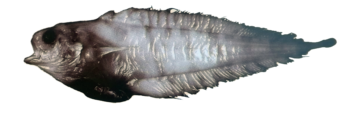 Eretmophorus kleinenbergi_0llll